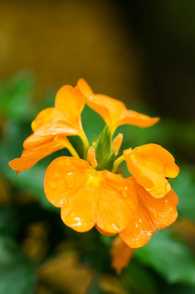 Crossandra 