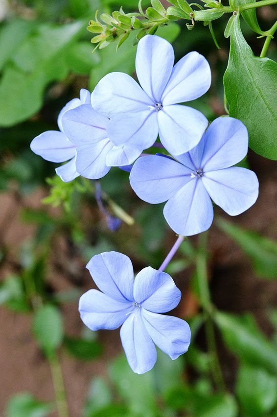 cuidados plumbago 2