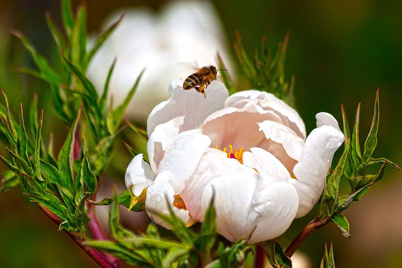 cultivar peonia 8