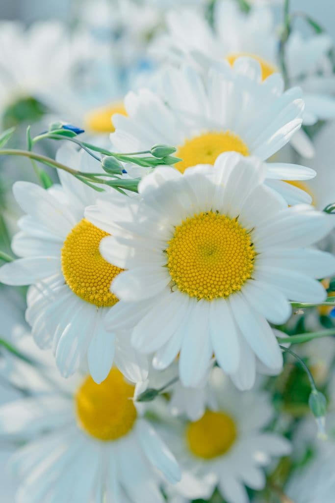 Detalle de la flor de la margarita de los prados