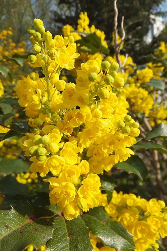 cuidados mahonia 3