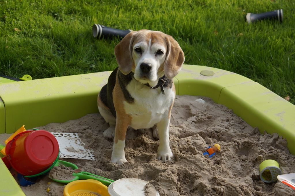 Zona de juegos de un perro en el jardín