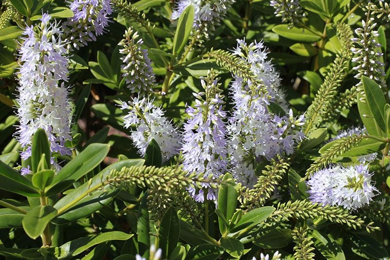 cultivar veronica 6