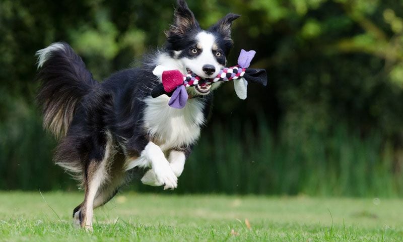 border collie 6726331280