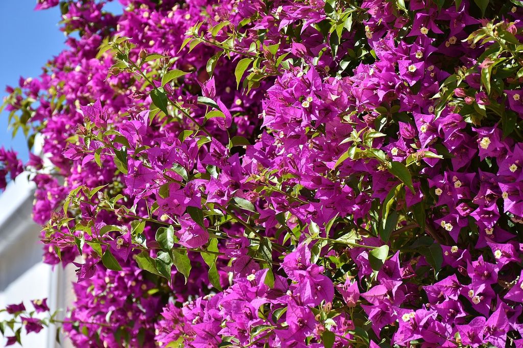 Buganvilla (Bougainvillea spp.) 