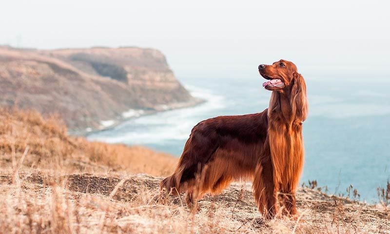 setter irlandes