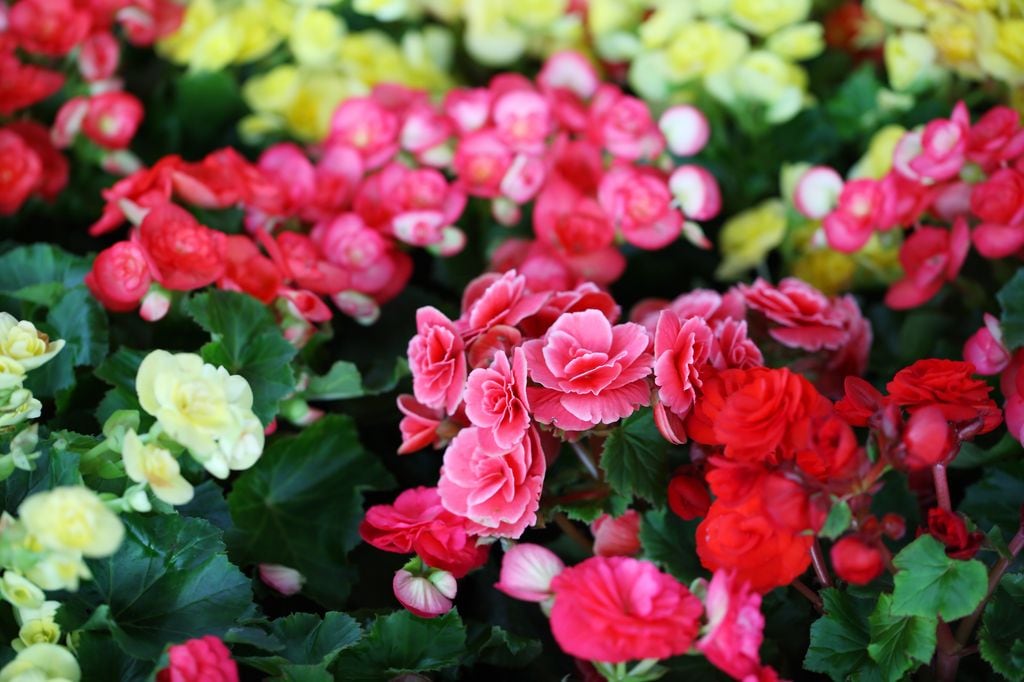 Begonias de diferentes colores