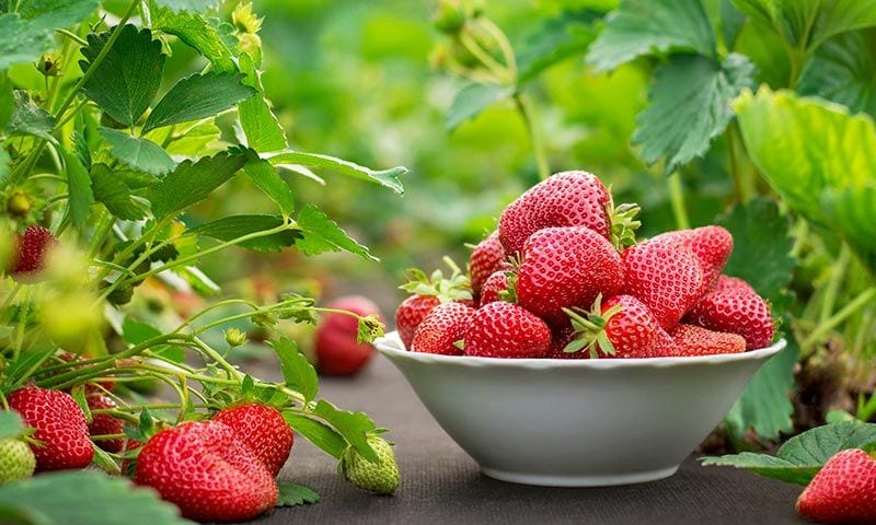 fresas