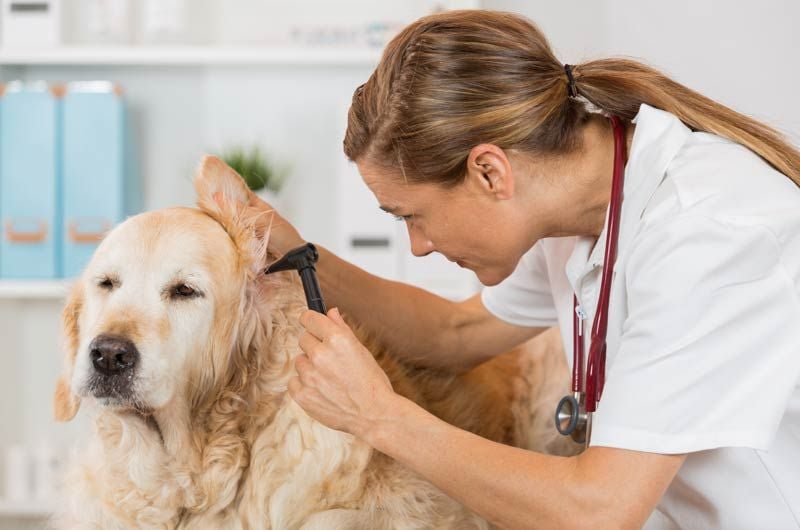 veterinario perro oreja