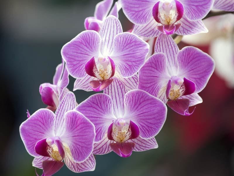 orquideas moradas