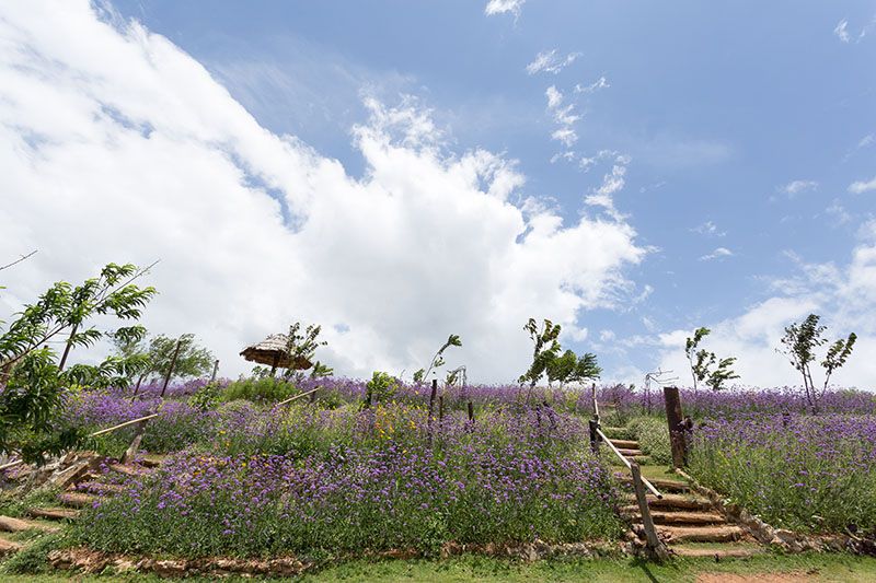 verbena bonariensis 8