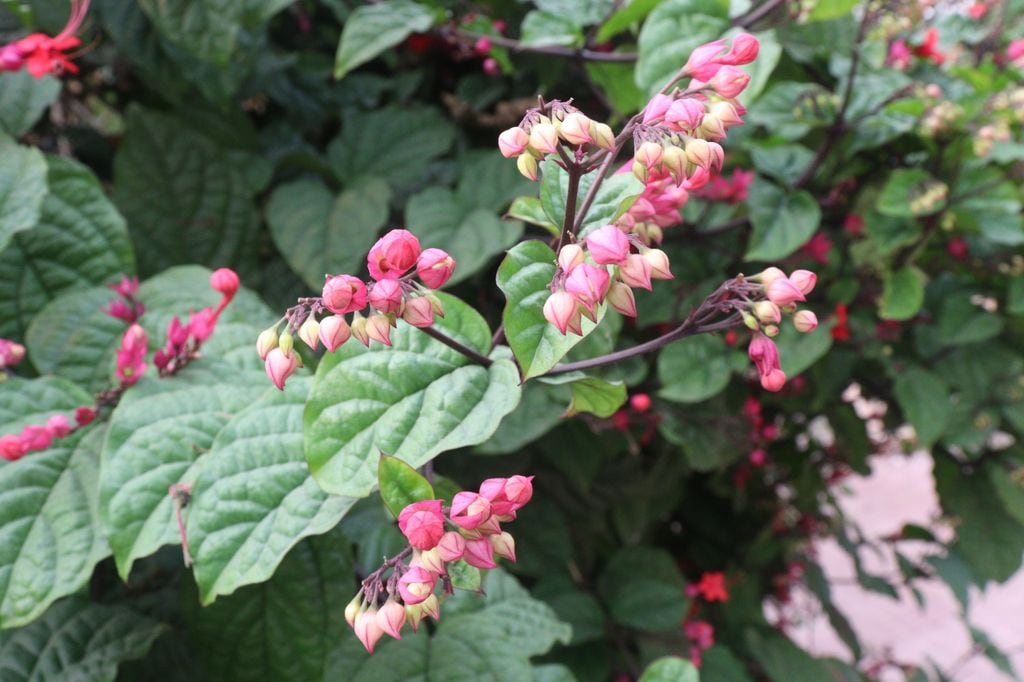 Clerodendro