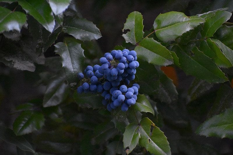 cuidados mahonia 1