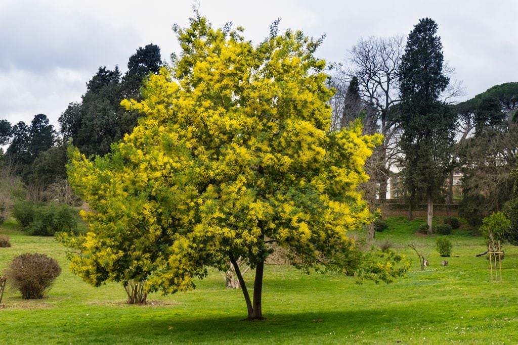 Mimosa (Acacia dealbata)