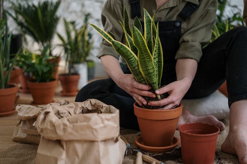 Sansevieria trifasciata cuidados 07