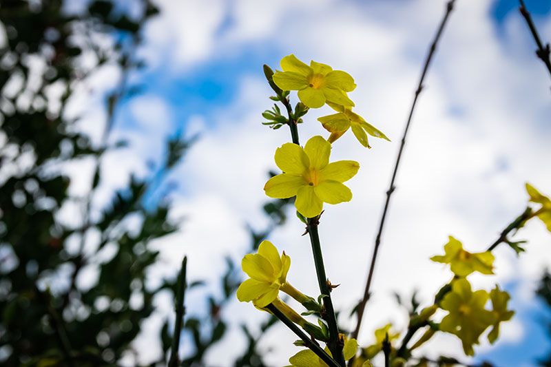 cultivar jazmin invierno 2