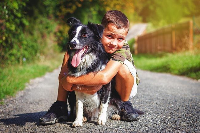 Así es un Border Collie con la familia 