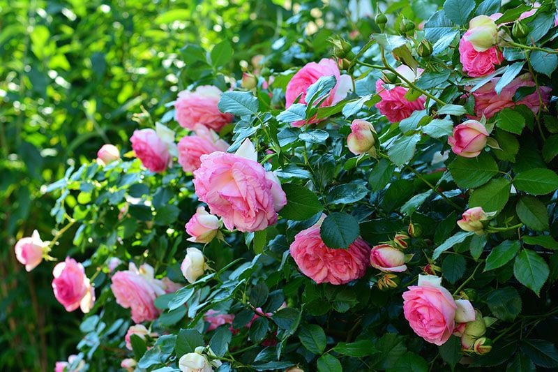 cultivar rosales 6