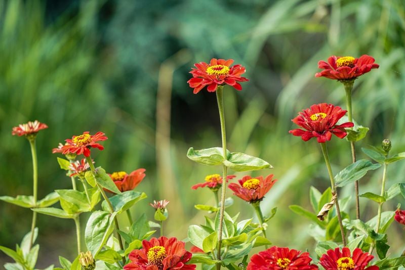 zinnia zinia  flor verano hola decoracion jardin 06