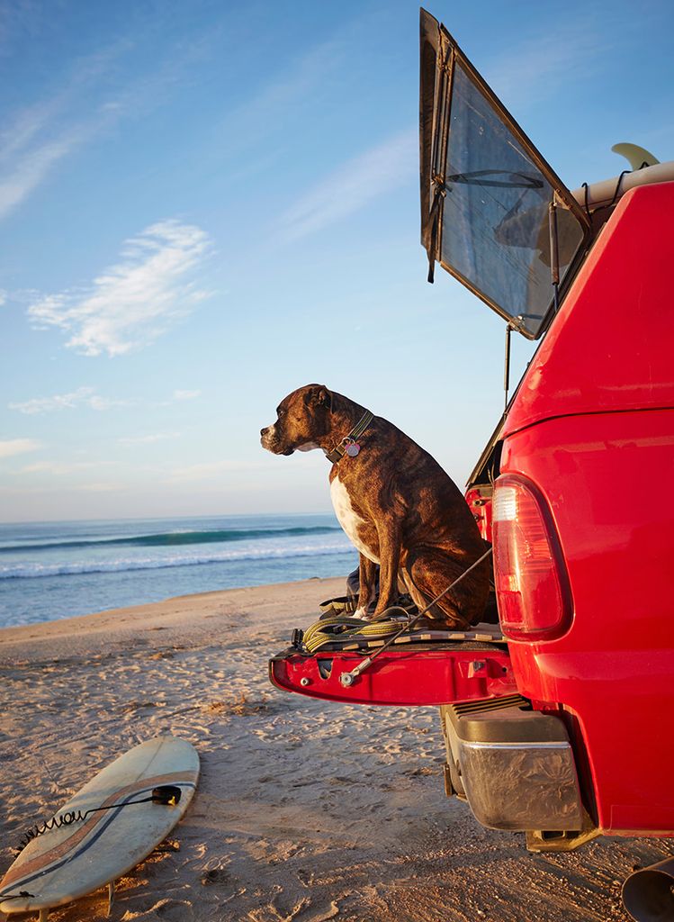 Perro en la playa