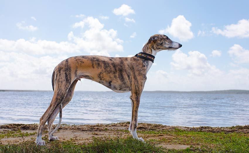 06 raza galgos tipos distintos