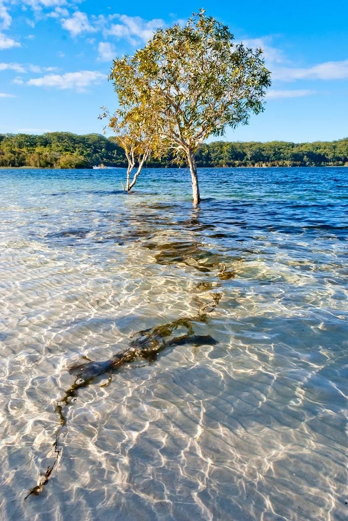 Árbol en Lago McKenzie, Fraser Island