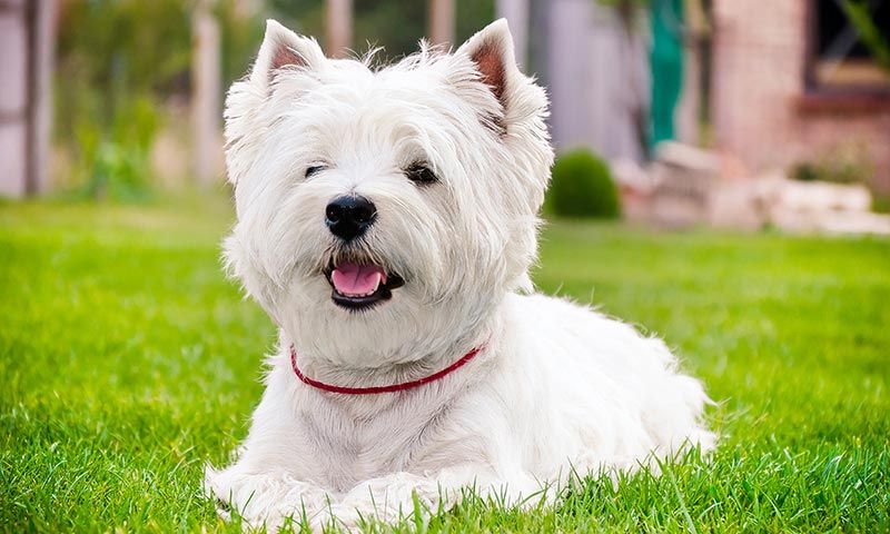 white terrier