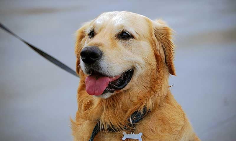 golden retriever