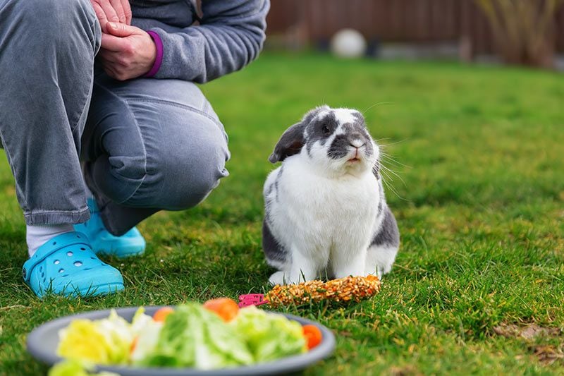 07 consejos mejorar salud comportamiento conejos