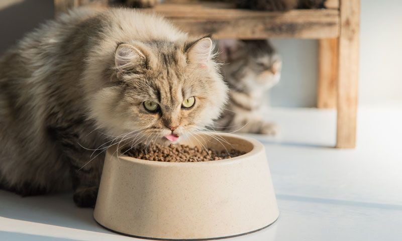 gato persa comiendo