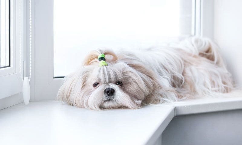 shihtzu