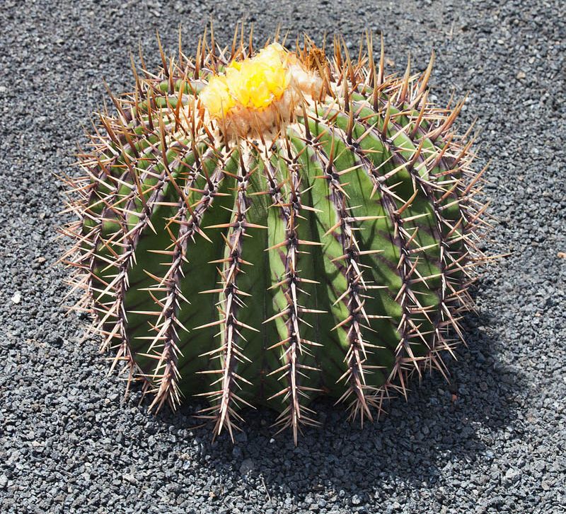 cactus erizo cultivo cuidados hola decoracion 03