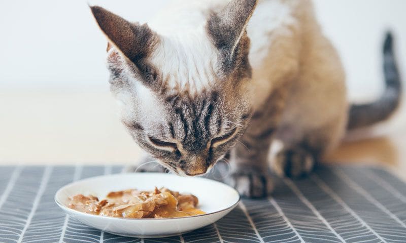 gato premio