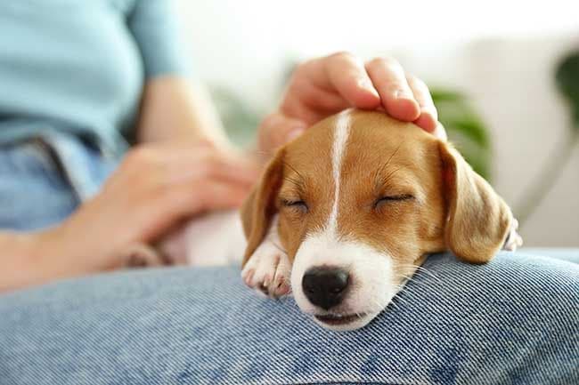 En esto se diferencian los amantes de los perros de los de los gatos