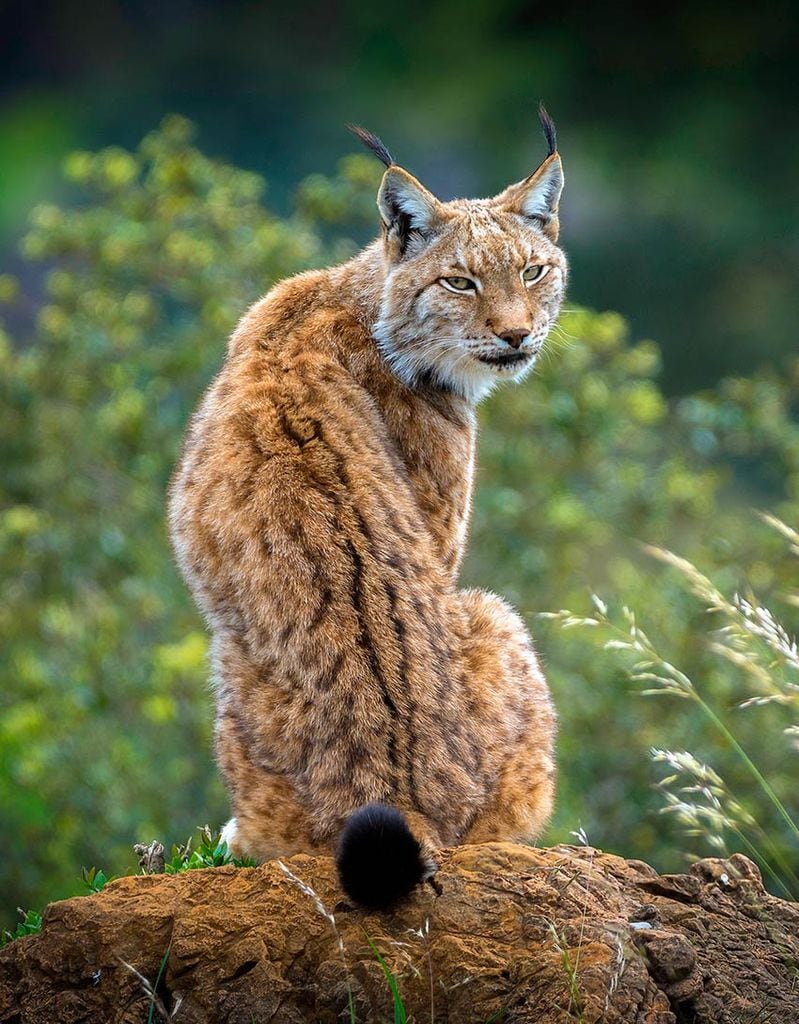 donana-huelva-lince