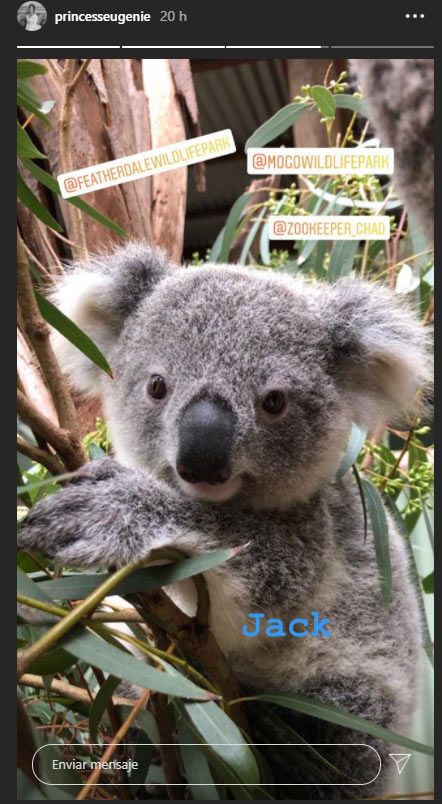 Koala llamado Jack Brooksbank