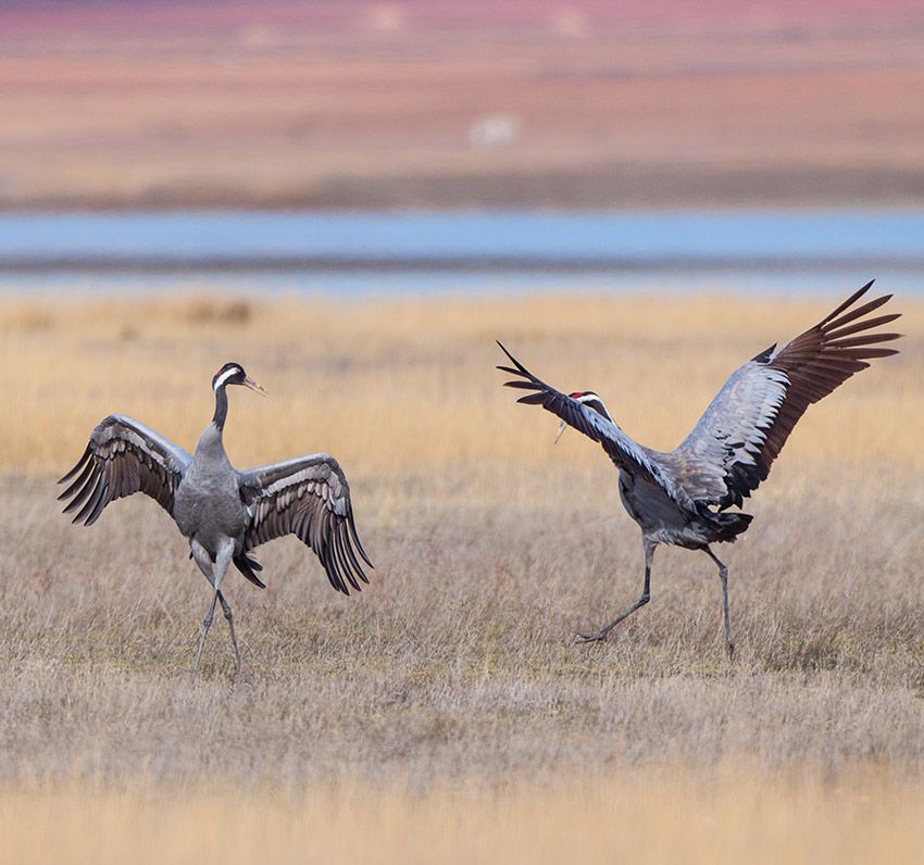 grullas-gallocanta