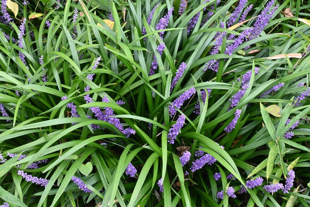 Liriope muscari