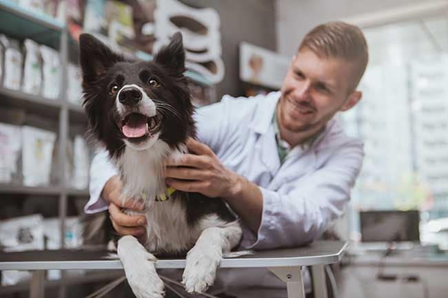 La brucelosis es la enfermedad que tu perro puede contagiarte