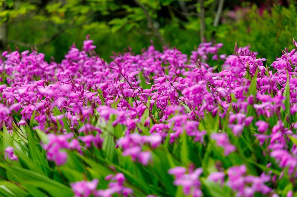  Bletilla Striata u orquídea terrestre