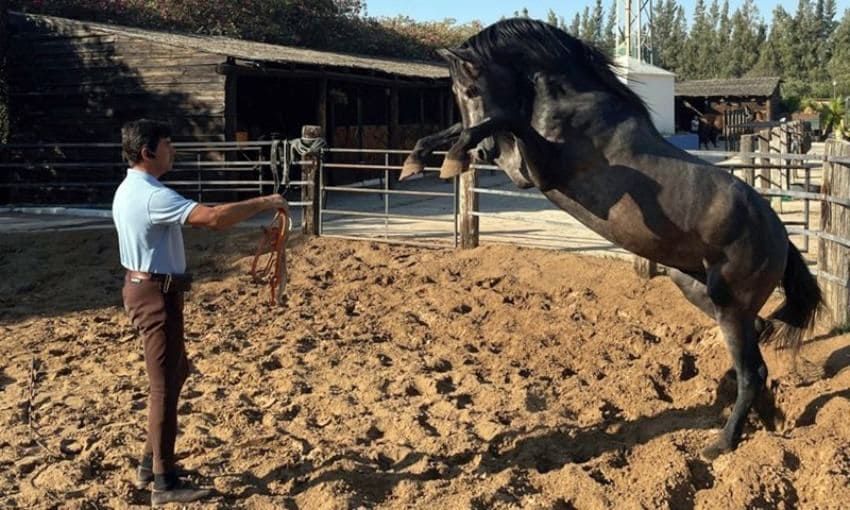 Doma de caballos en Doñana Dressage.