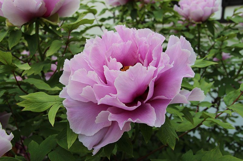 cultivar peonia 6