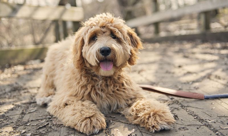 labradoodle 1