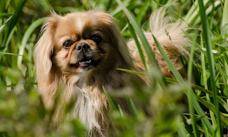 pekines