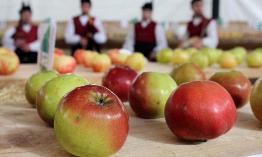 Exposición de manzanas en el Festival de la Manzana de Villaviciosa.