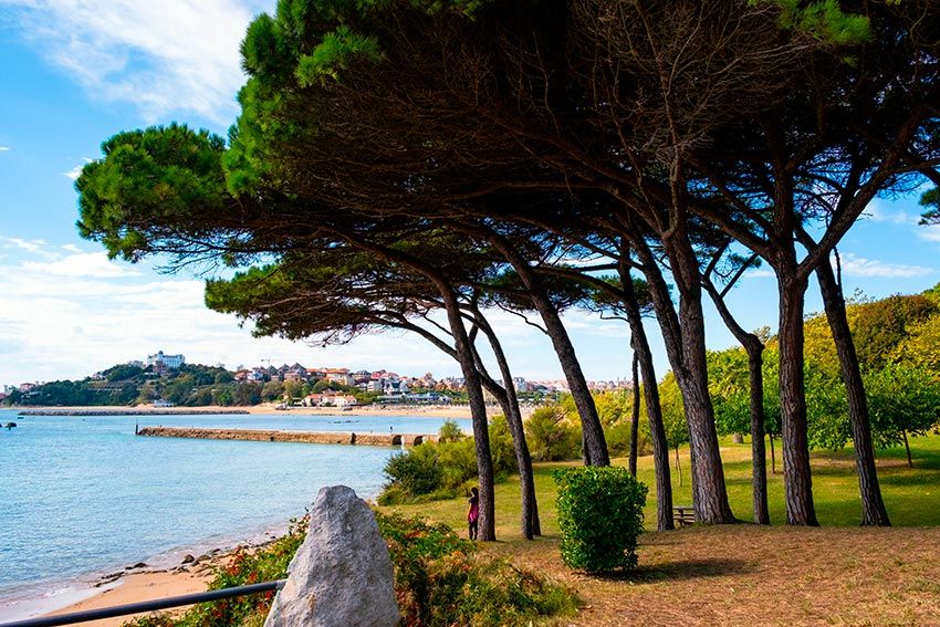 Pinares en la península de la Magdalena, Santander