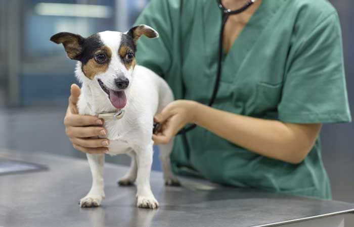 Perro en el veterinario