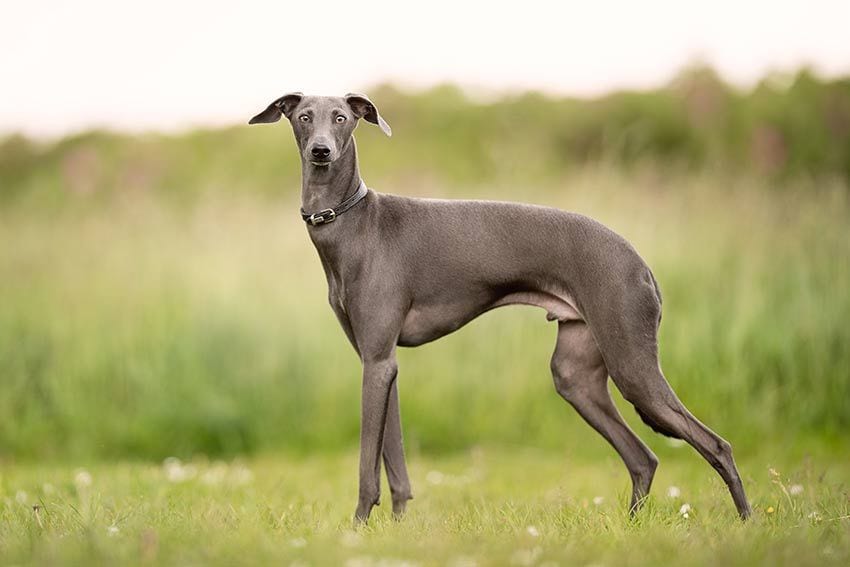 08 raza galgos tipos distintos