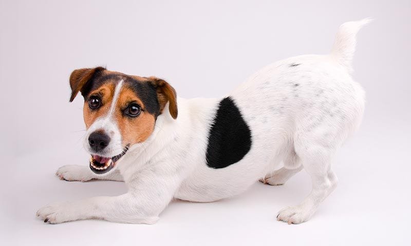 razas de perro en el cine jack russell