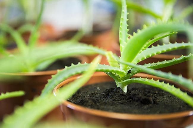 Aloe vera